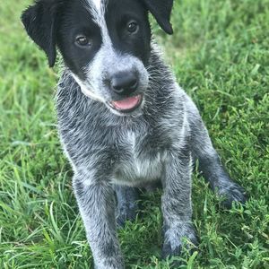 Meet your Posher, Richard